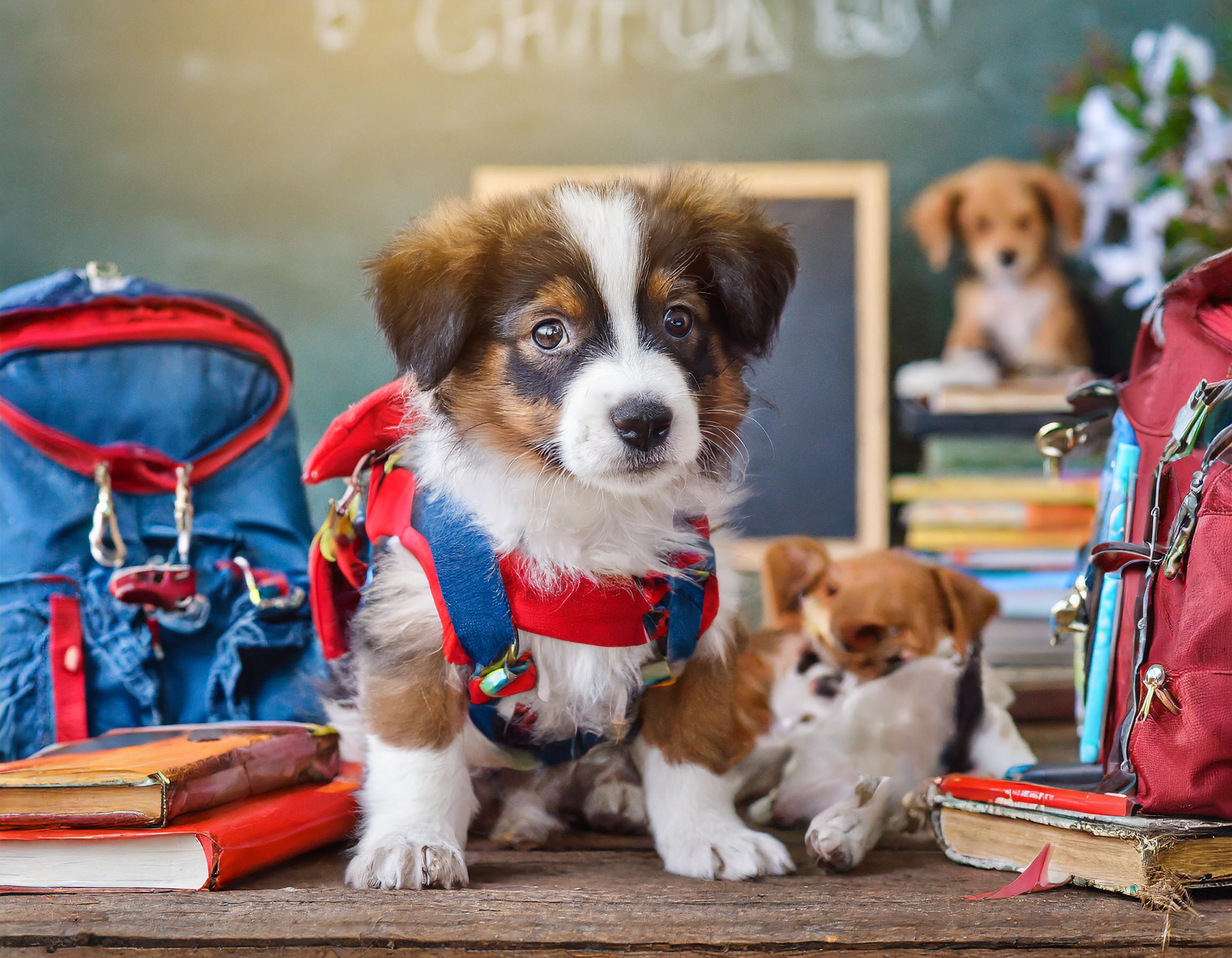 Glückliche Hunde in einer modernen Tierpension