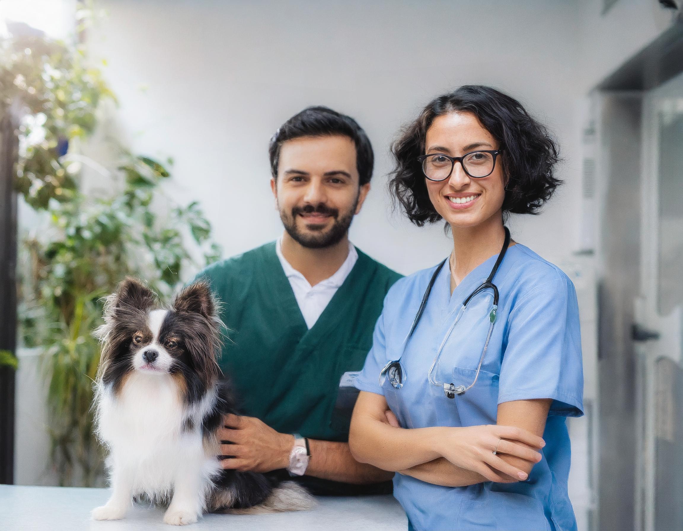 Dackel in einer Tierpension