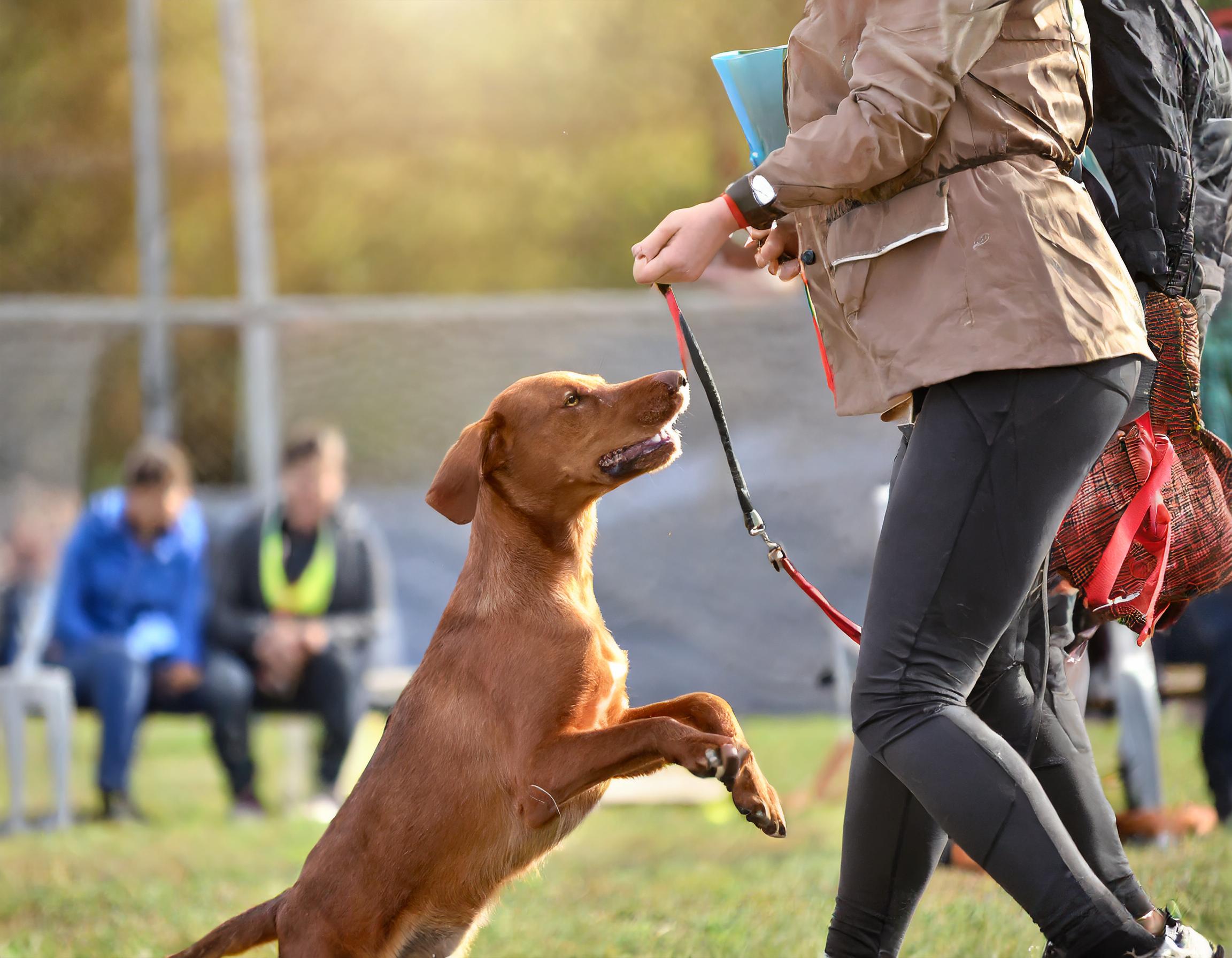 Dackel trifft auf andere Hunde im Park