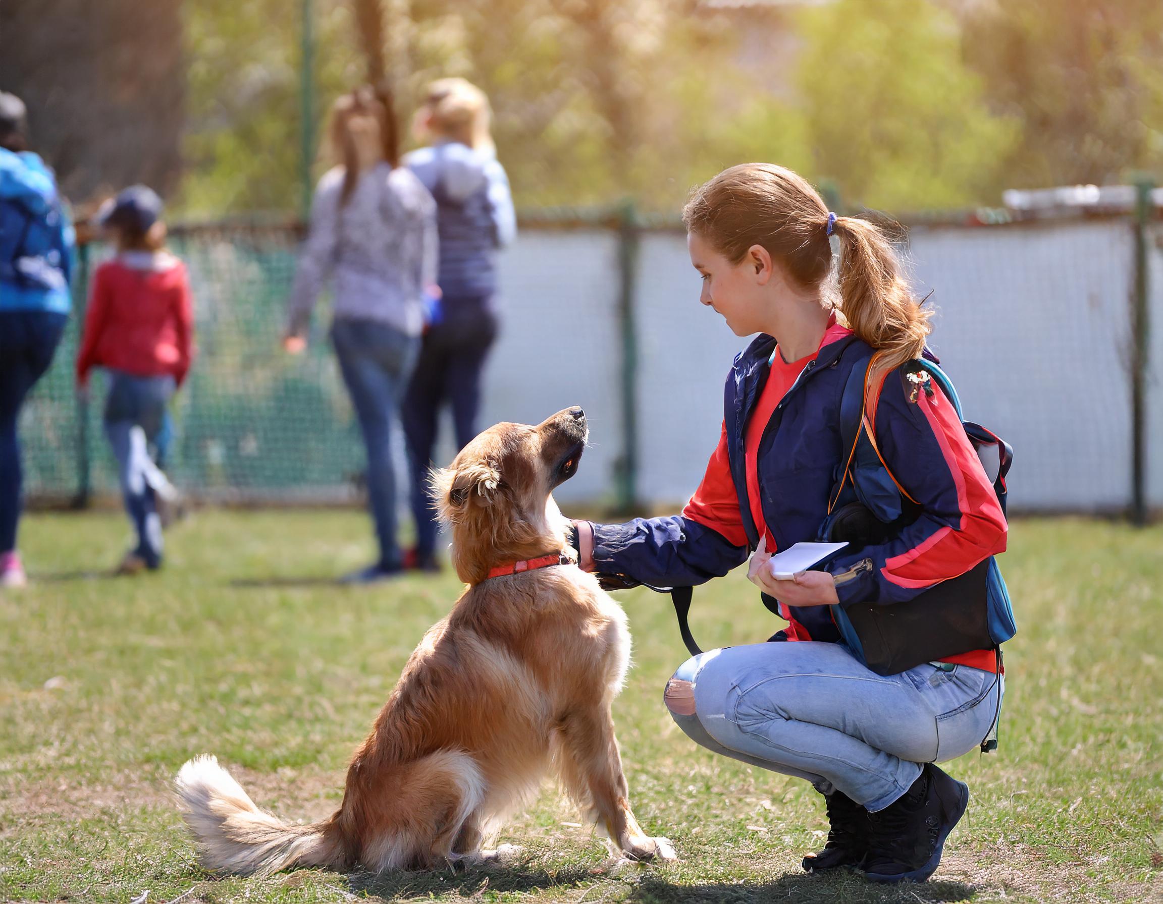 Dackel beim Spielen im Garten