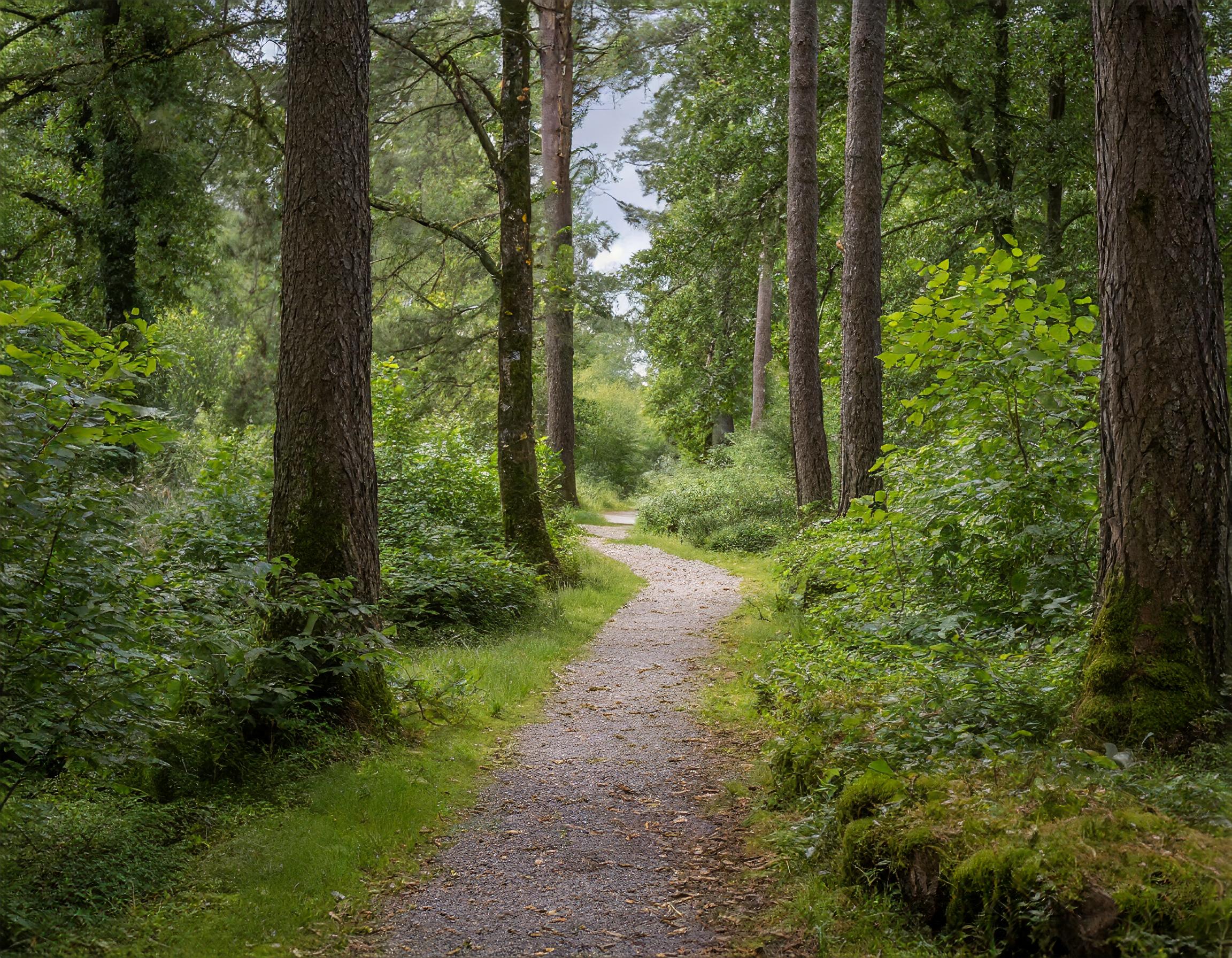 Dackel bei einem Spaziergang im Wald
